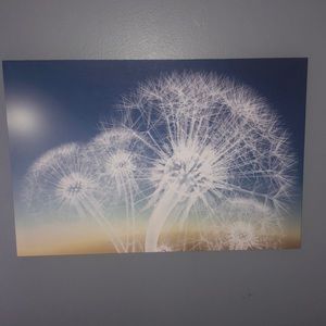 Dandelion canvas